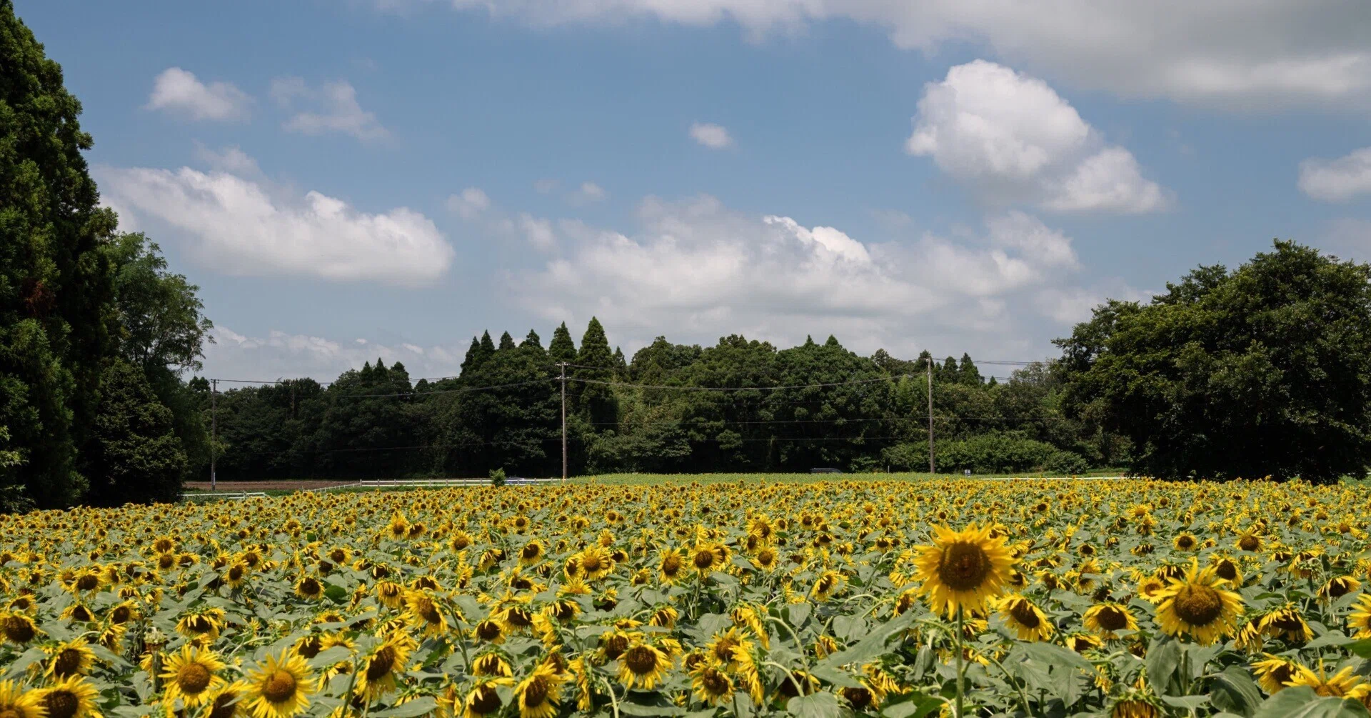咲き誇るひまわりと、牧場の静かな夏――成田ゆめ牧場の一日｜けえる