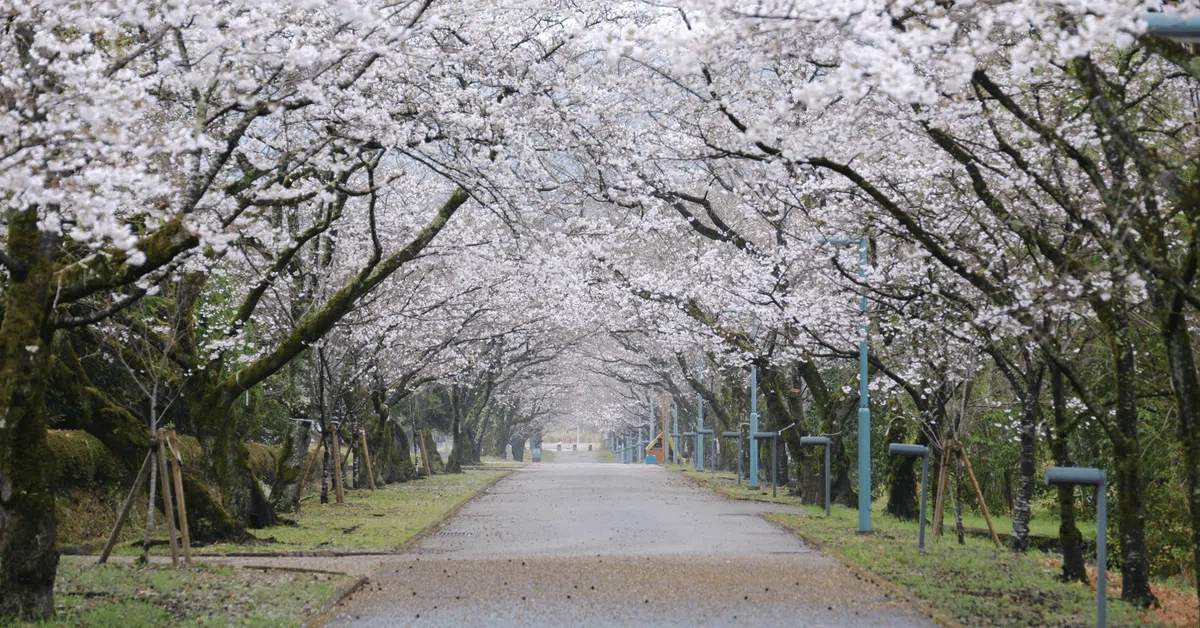[Definitive Guide] Kochi Prefecture Civil Servant (Administrative ...