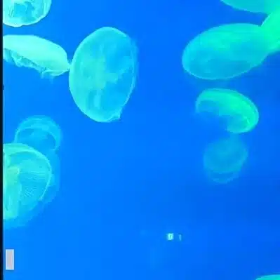あかかか