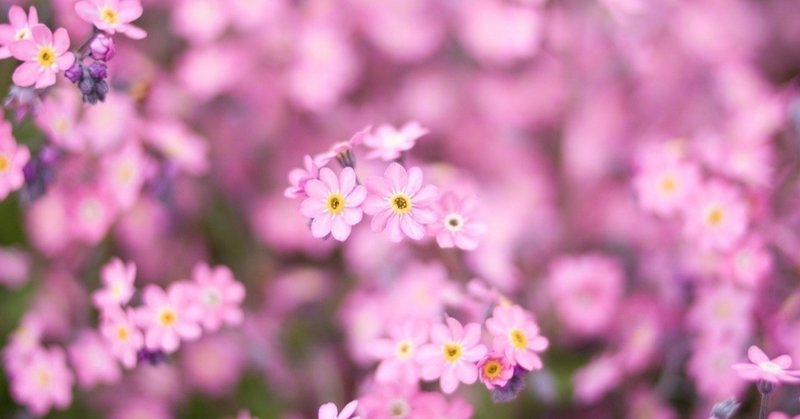花で恋愛運をアップさせるには レイ 女は強いのよ Note