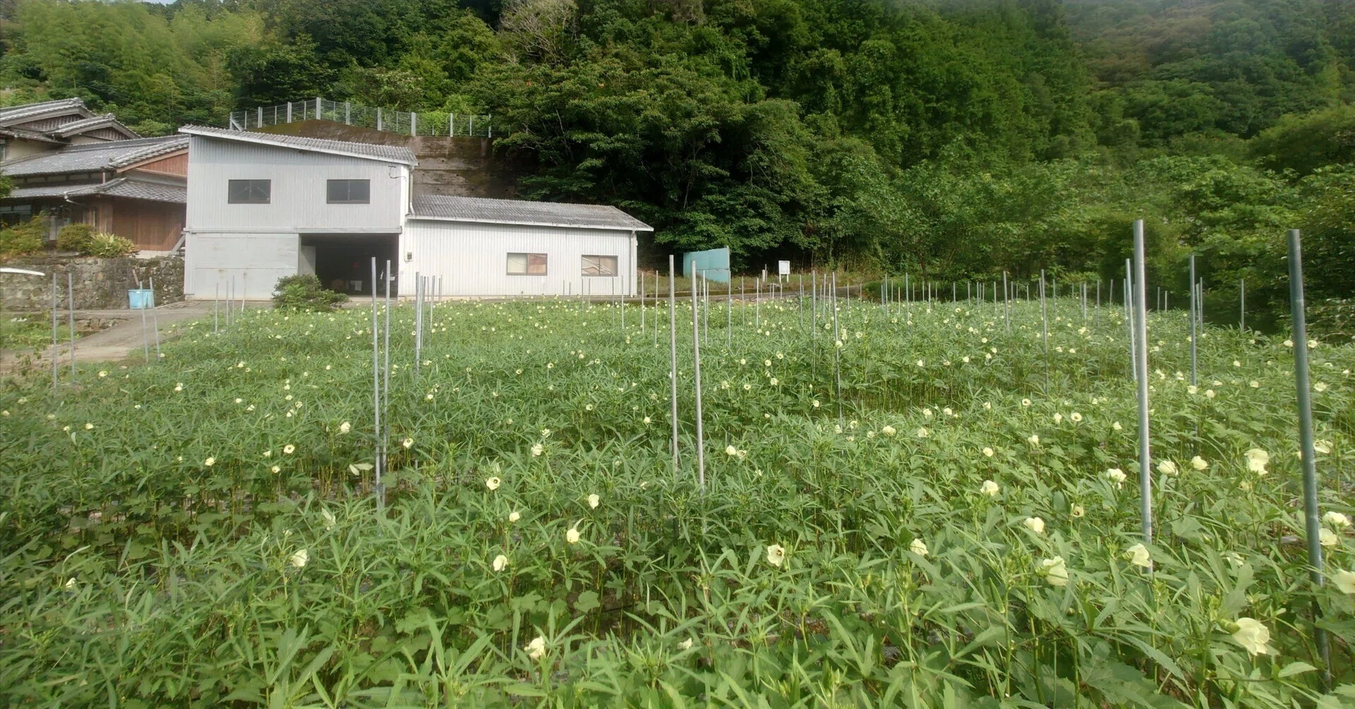 オクラを始めてみました！｜日高みよし農園 三好諒