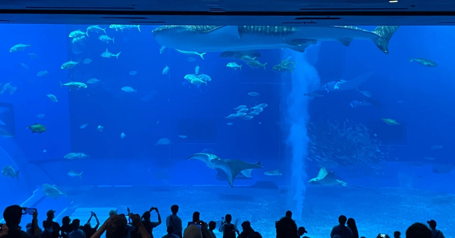 美ら海水族館の穴場発見！】沖縄在住の父が夢中になった！太くて不思議 
