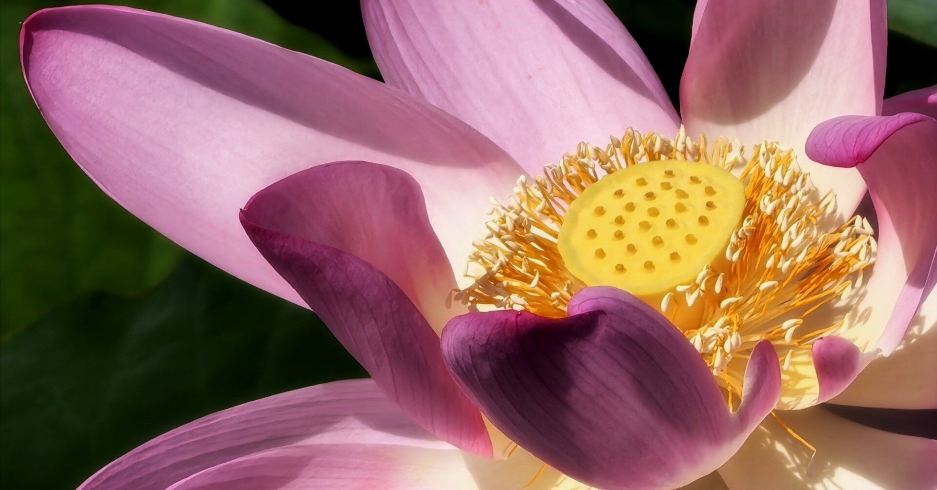 びわ湖の蓮が咲き出しました その2 花托を撮ってみました｜annon