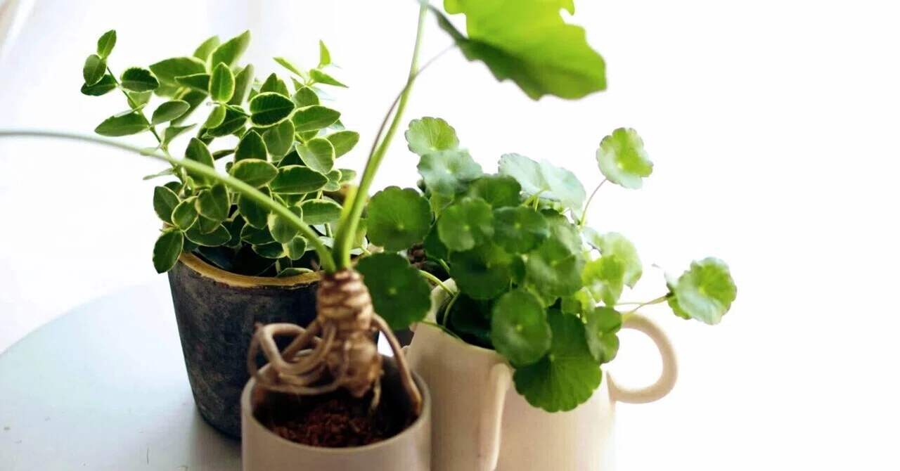 毎日暑くて観葉植物が元気すぎる｜はむ