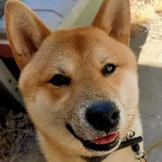 もも