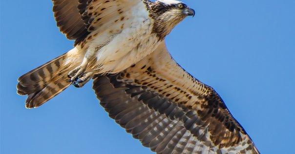 第1086回 野鳥と短歌｜翆野 大地