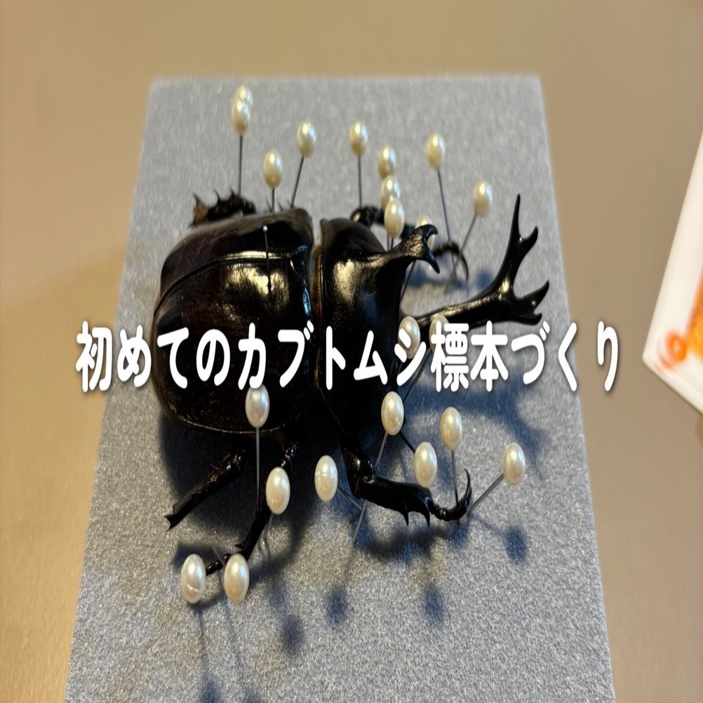 カブトムシ標本 挑戦します！！｜いちかくんママ