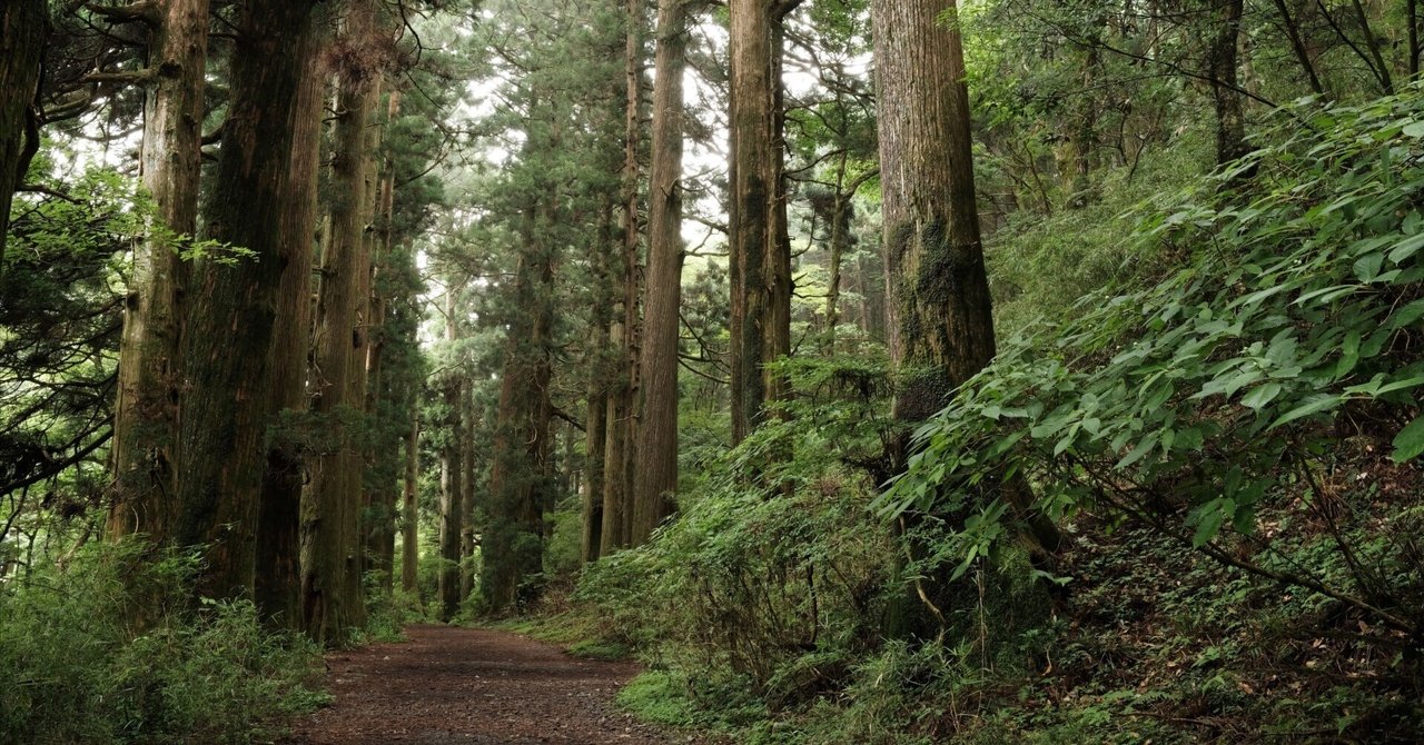 旅人の気分に浸れた箱根旧街道｜tzx