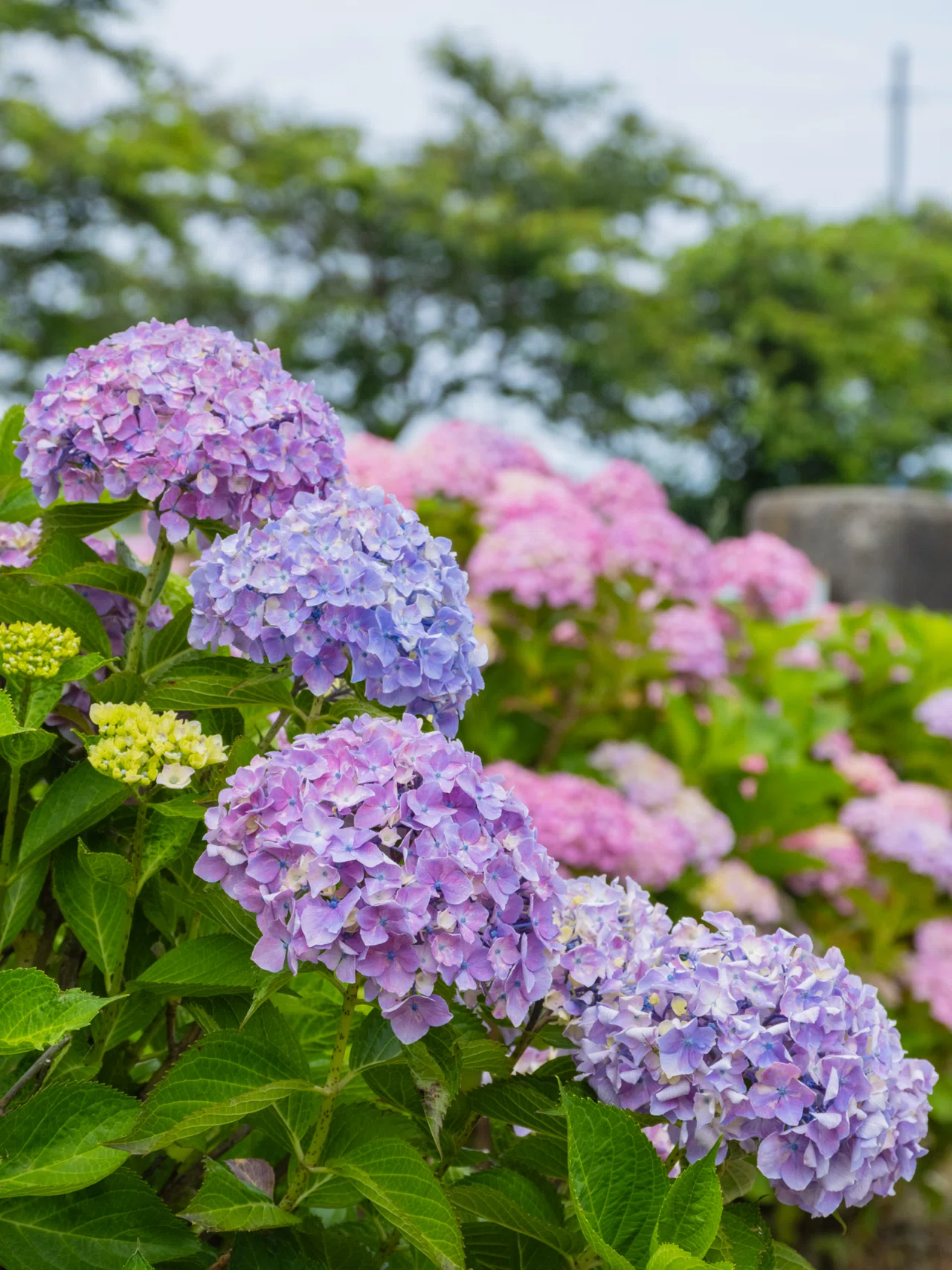 宮荘川の紫陽花｜KATSUMI