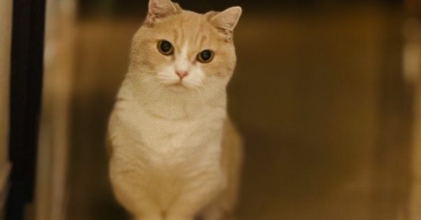 【サイン本】もう一度　猫と暮らしたい　見汐麻衣 もう一度 猫と暮らしたい ／見汐麻衣 （サイン本） | casimasi