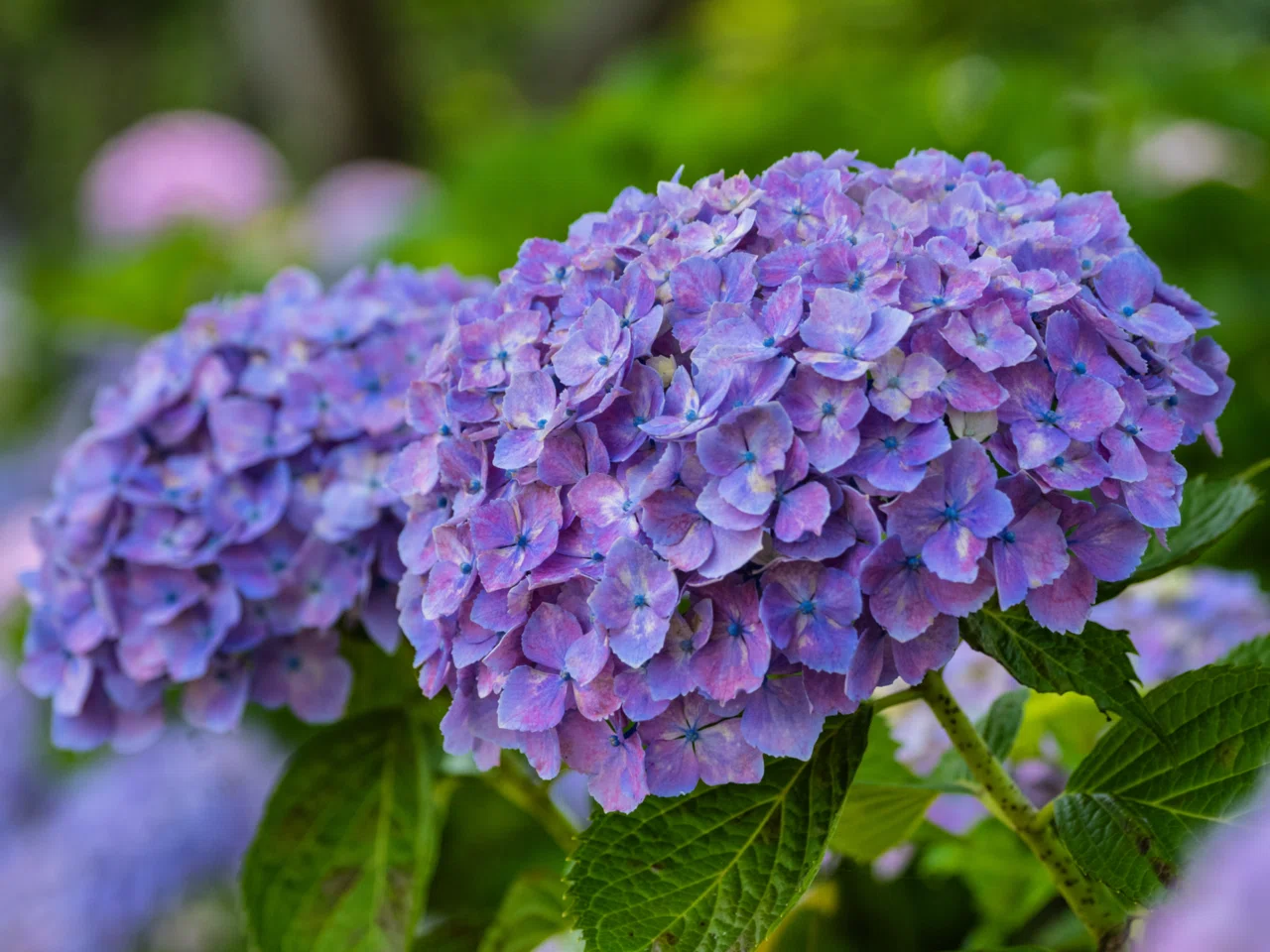 宮荘川の紫陽花｜KATSUMI