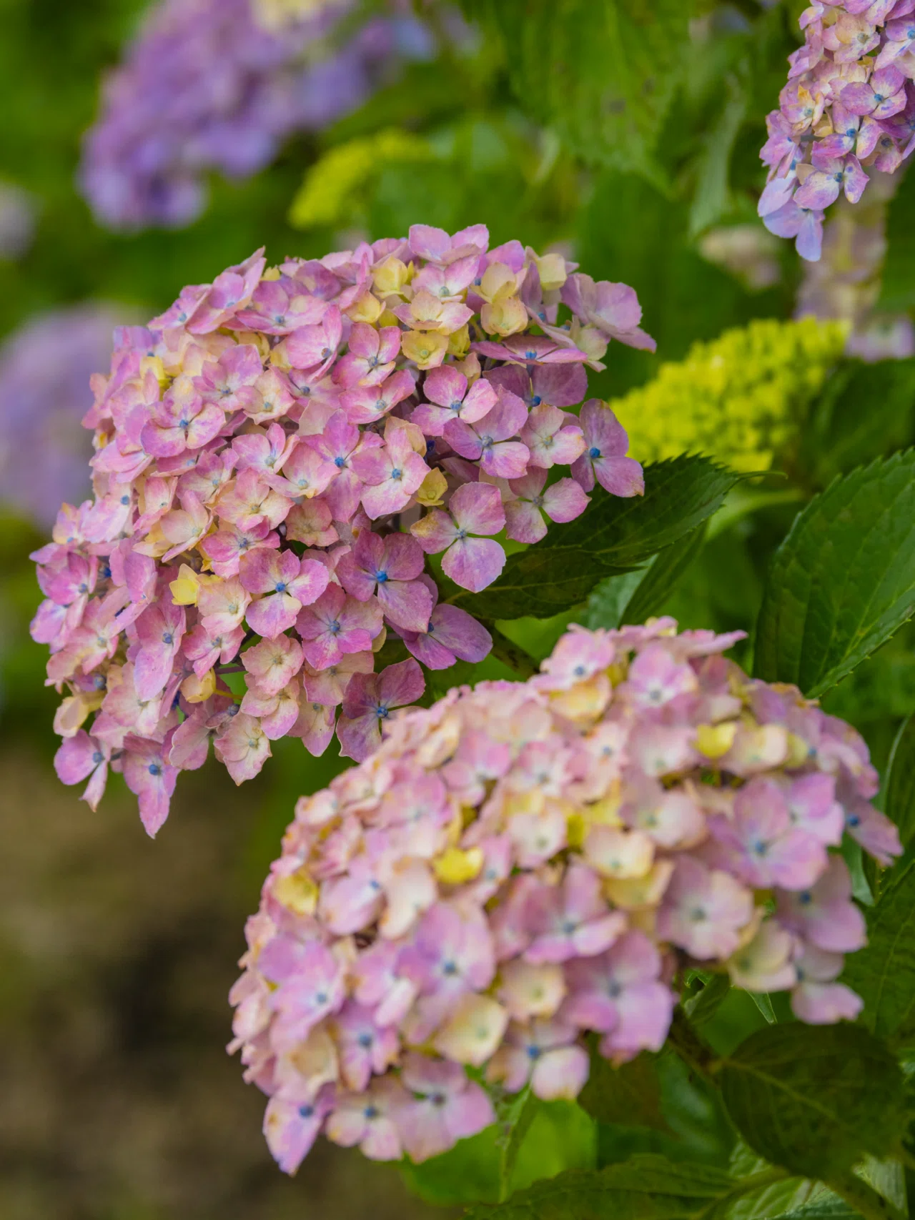 宮荘川の紫陽花｜KATSUMI