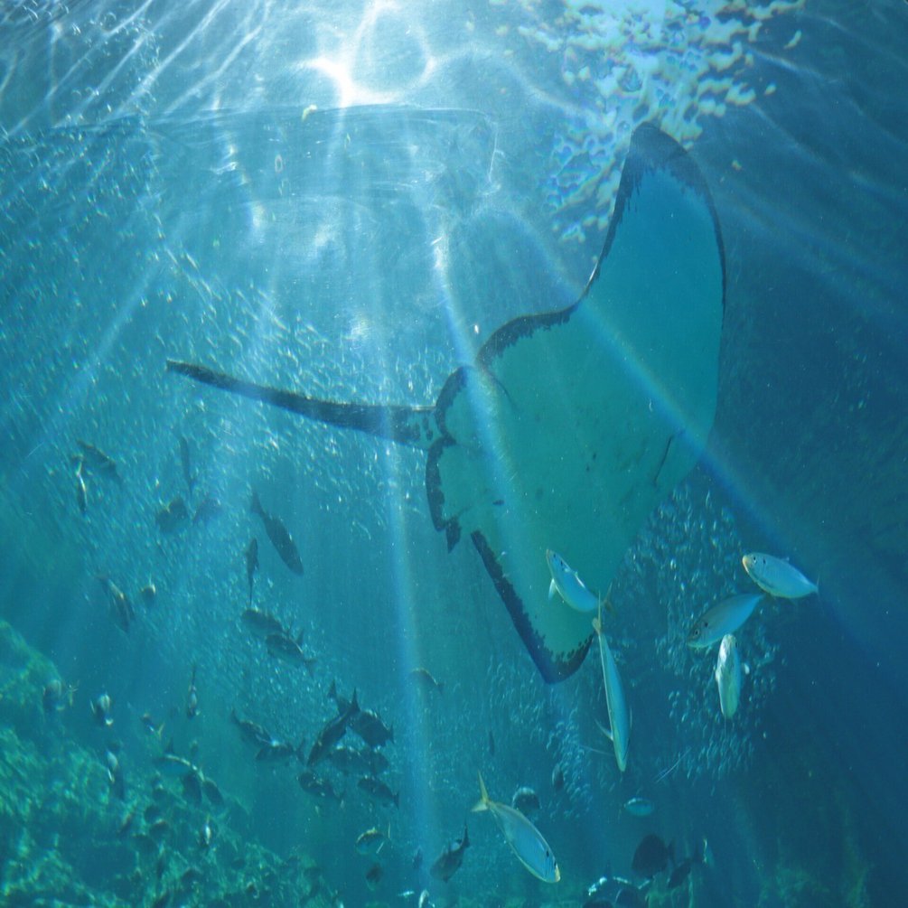 太陽光が降り注ぐ、九十九島水族館海きらら｜aki mura