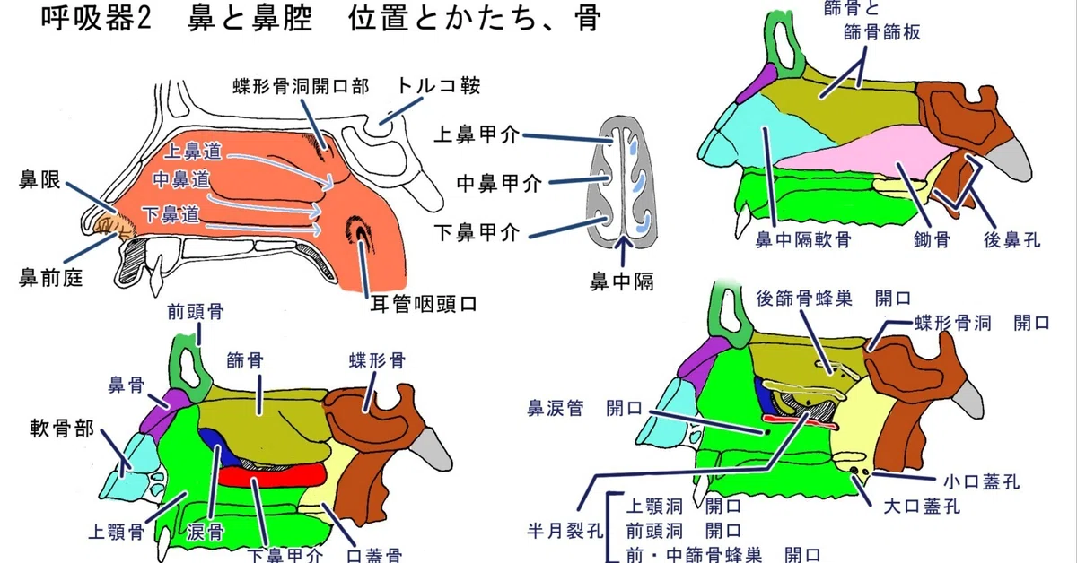 からだのしくみ解説 呼吸器2 鼻・鼻腔｜100年使える解剖生理