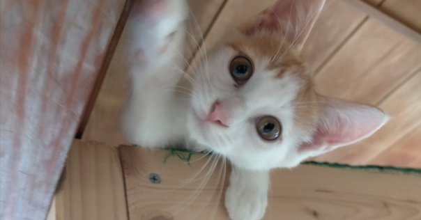 【絶版／重版未定】金鱗の鰓を取り除く術　　大石凝真素美『真訓古事記』備忘録 絶版／重版未定】金鱗の鰓を取り除く術 大石凝真素美『真訓古事記