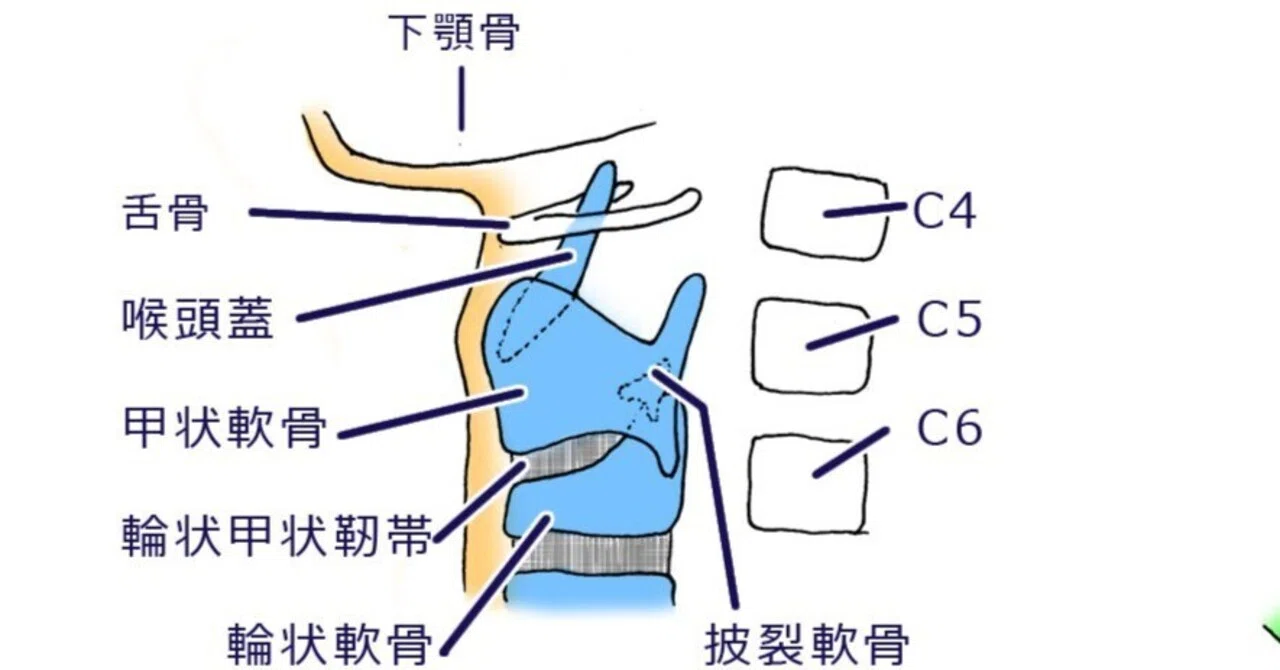 からだのしくみ解説 呼吸器3 喉頭|100年使える解剖生理