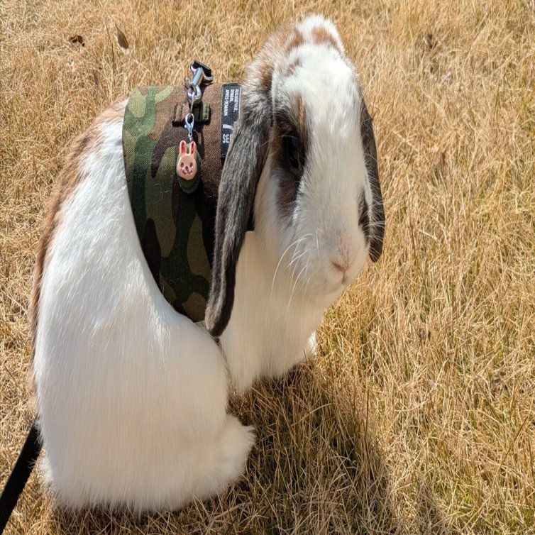 2ブロックのクローシスアビスが面白いので書き溜める｜ずかちょん