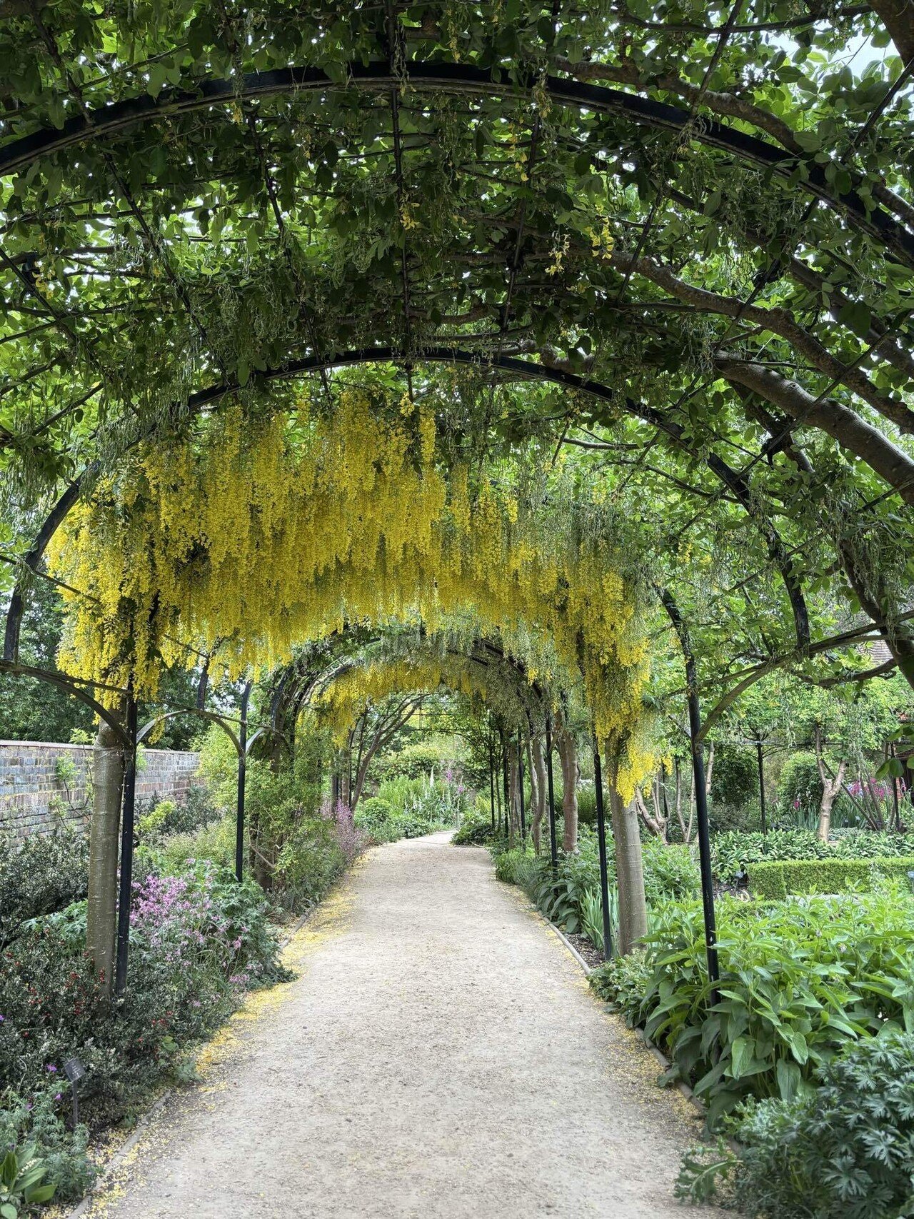 英国製  ROYL   ARCADIA ❁*.゜ヨーロッパの庭園 ロンドン旅行2025⑦キュー王立植物園｜あざらし