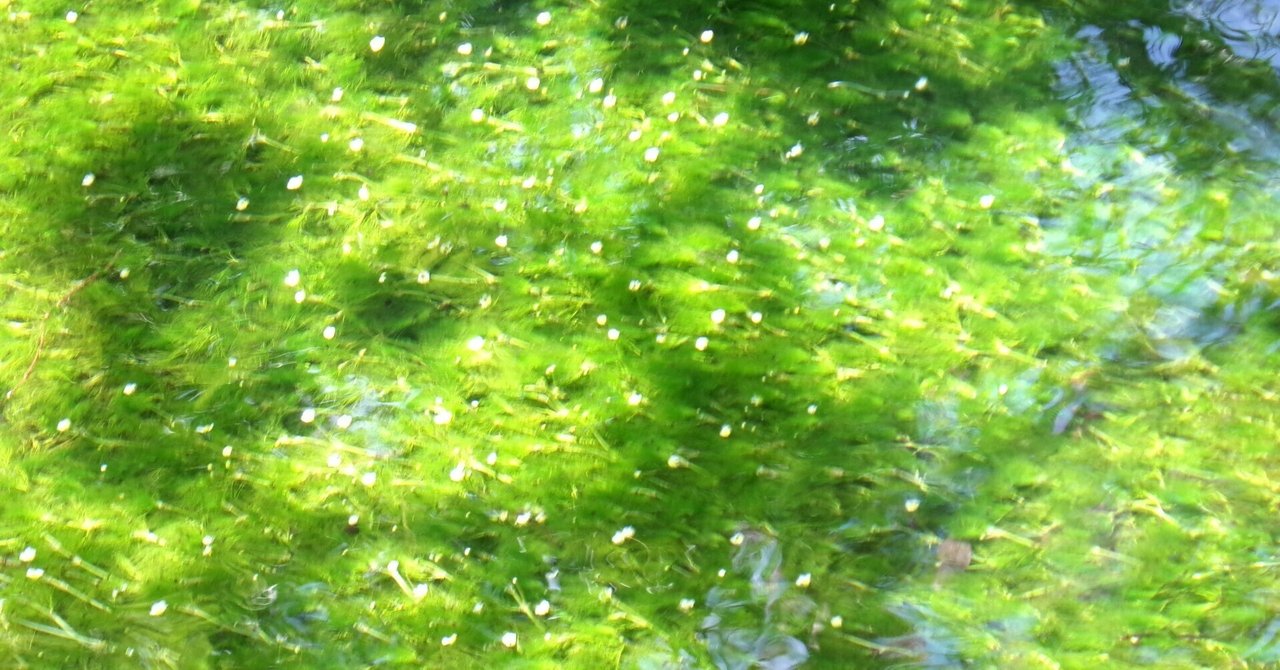 油彩/梅花藻のある川 油彩/梅花藻のある川 醒井（さめがい）地蔵川の梅花藻（ばいかも）／