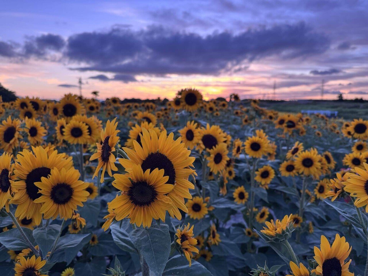 夕暮れとひまわり畑｜六花