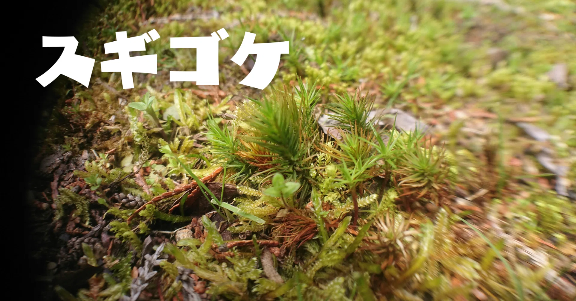 育てるの難しい？スギゴケ｜moss paradise3055（モスパラ）
