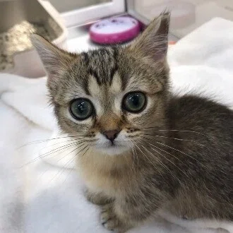 なんでも屋。