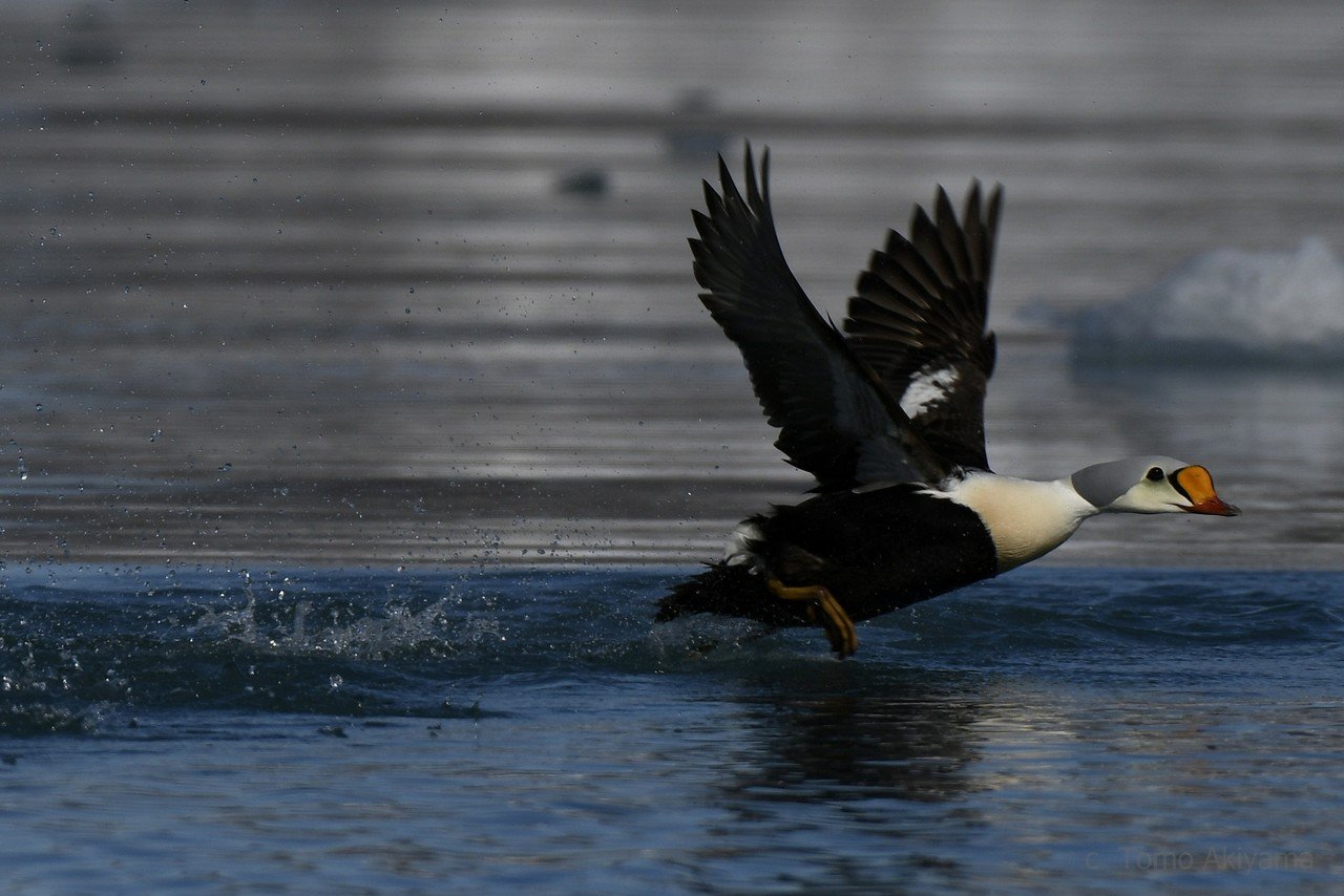 ホッキョクグマの聖地 スヴァールバル諸島 秋山知伸 Note ホッキョクグマの聖地 スヴァールバル諸島 秋山知伸 Note