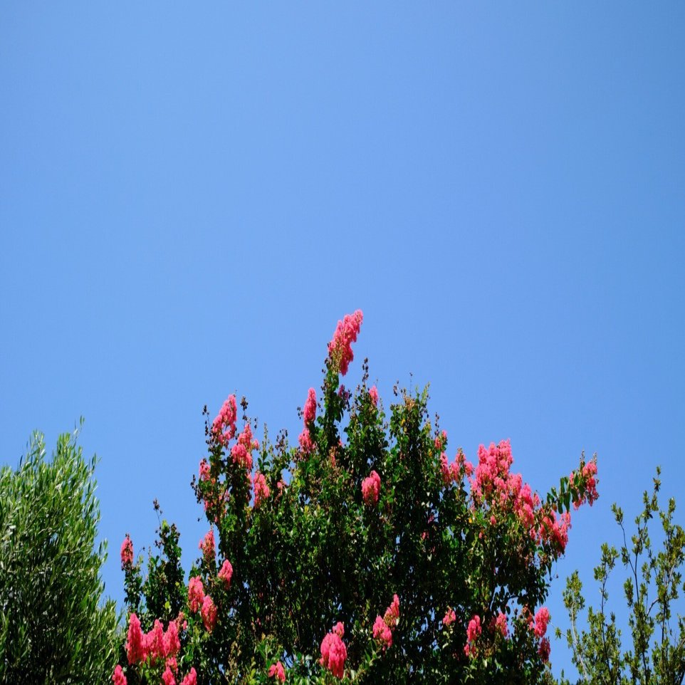 アナモルフィックレンズを買ったのよ: SIRUI 24mm F2.8 1.33x