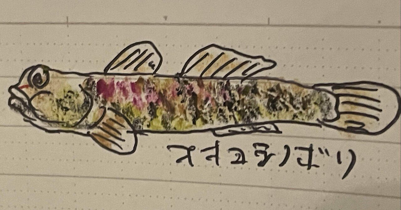 よしのぼり プロフ必読 様 ギョギョッとサカナスター 2025.07.18 ヨシノボリの仲間達