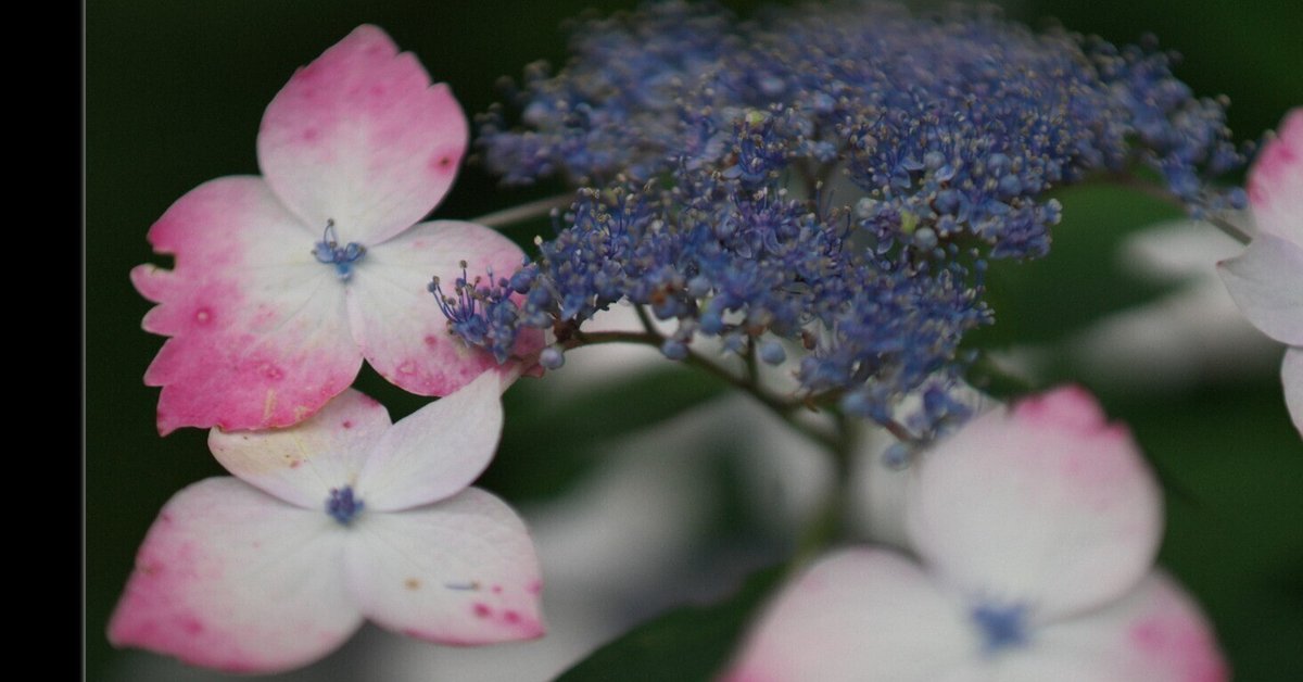 紫陽花KAMIKA 紫陽花｜くまかめら