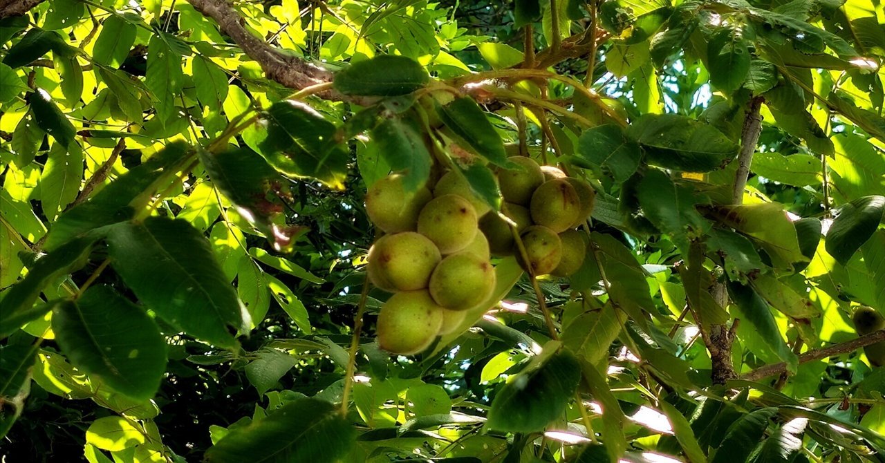 湖岸の森のクルミの木｜annon