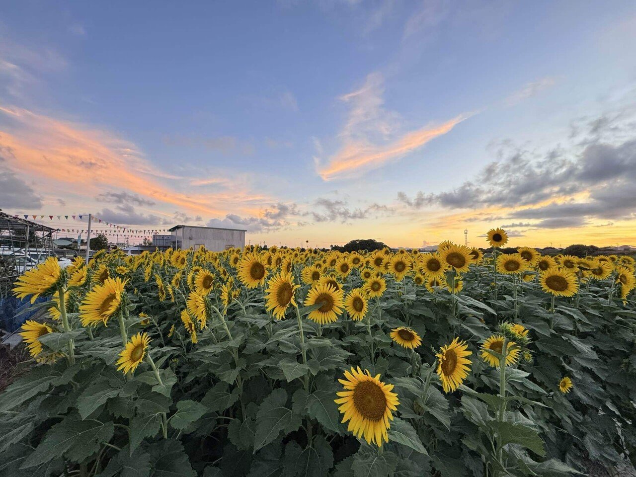 mitukiさま専用 黄昏のひまわり畑ほか　3点おまとめ ◎2021夏◎ヒマワリ畑を見に行こう！ - 浜松市子育て情報サイト
