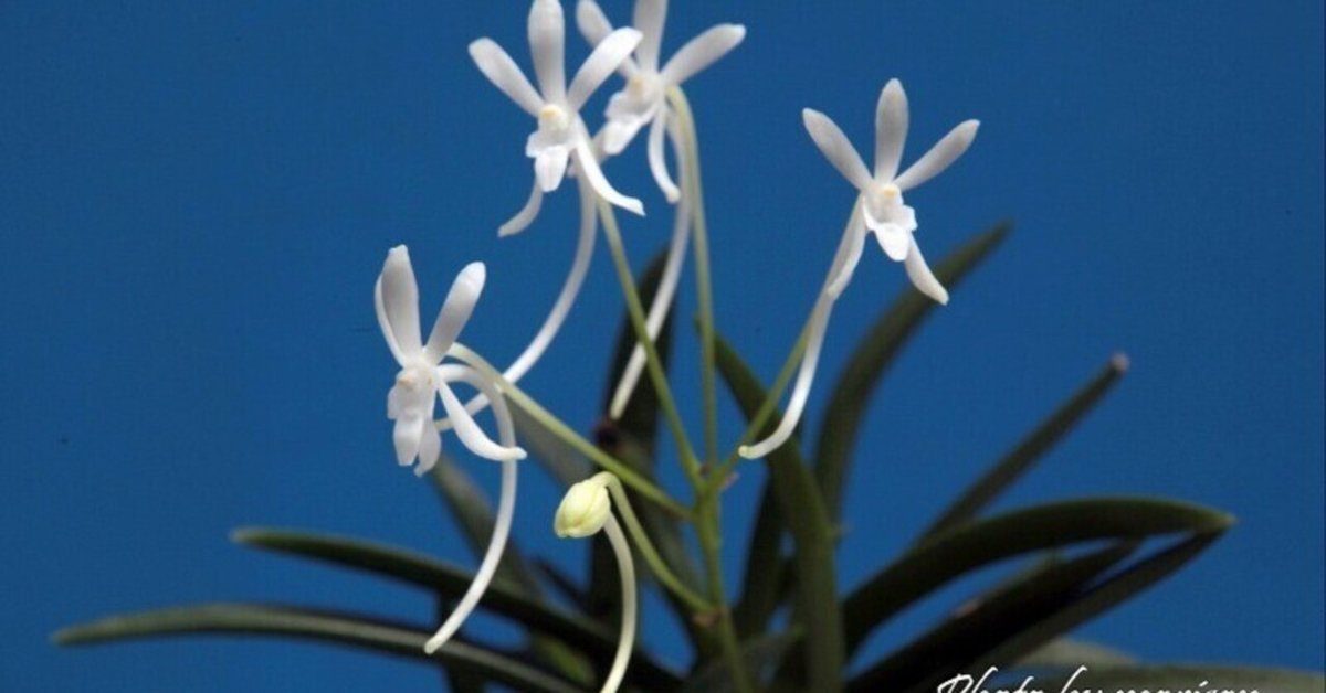 富貴蘭「幽 仙」の花｜KJ Morison