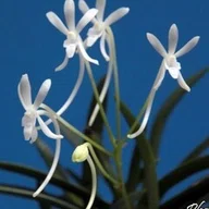 フウラン「山採り豆葉」の花｜KJ Morison