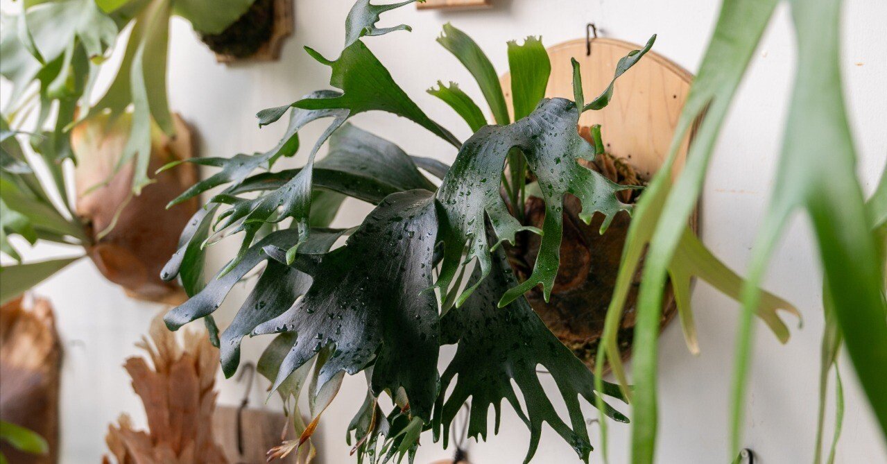 ビカクシダを育てる How to #04 | 「着生する植物」としてのビカクシダ