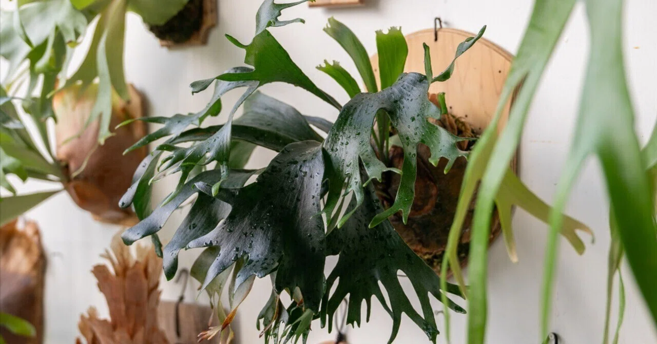 ビカクシダ P.Era 着生植物 P.AG8(Mix Spore) 【artPLANTs】ビカクシダ/Platycerium | artPLANTs ビカクシダ