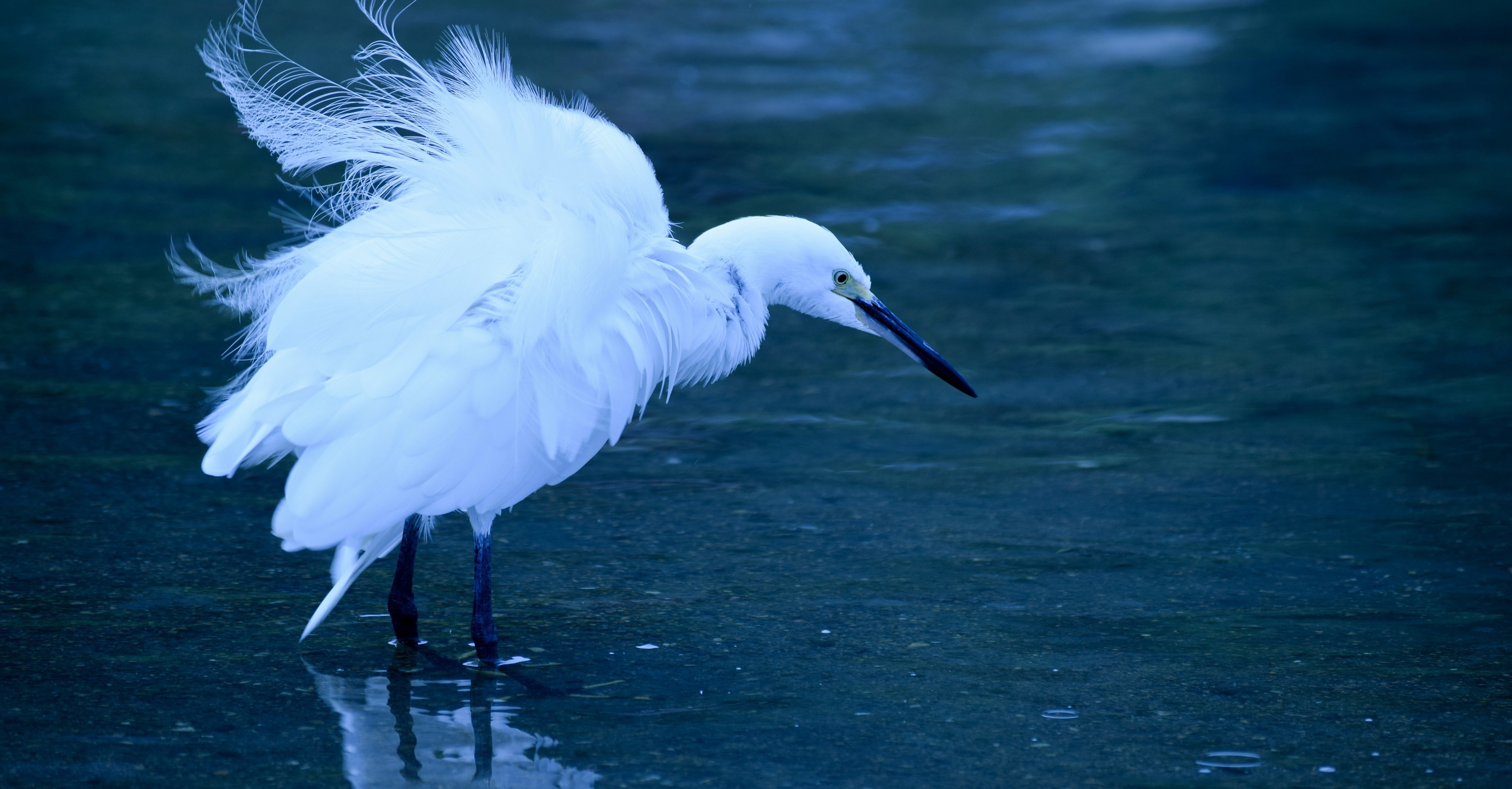白い羽をおいかけてみて気づいた事 Seico 編集とライターの人 Note