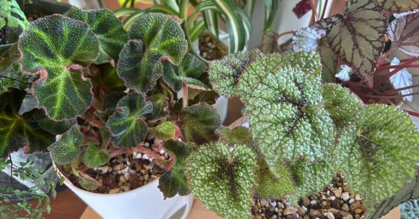 乙庭植物図鑑】20250107 ベスコルネリア セプテントリオナリス
