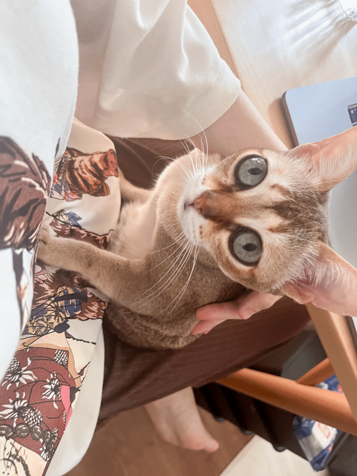 猫の時間　松波照慶　M8号　縦　かわいいネコちゃん　油彩画　4匹の猫　松波画伯 猫の時間 松波照慶 M8号 縦 かわいいネコちゃん 油彩画 4匹の猫