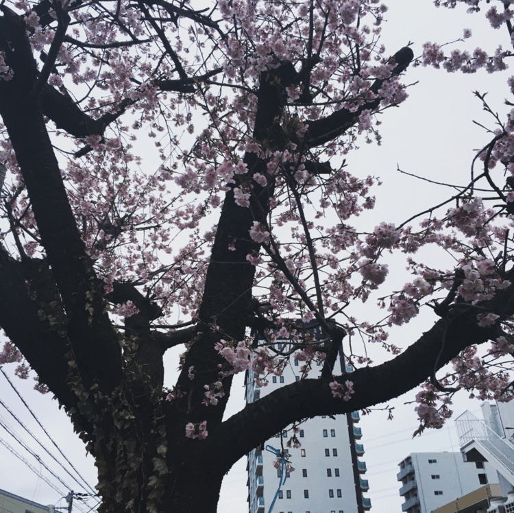 まだ3/7なのに、もう桜が咲いてます。