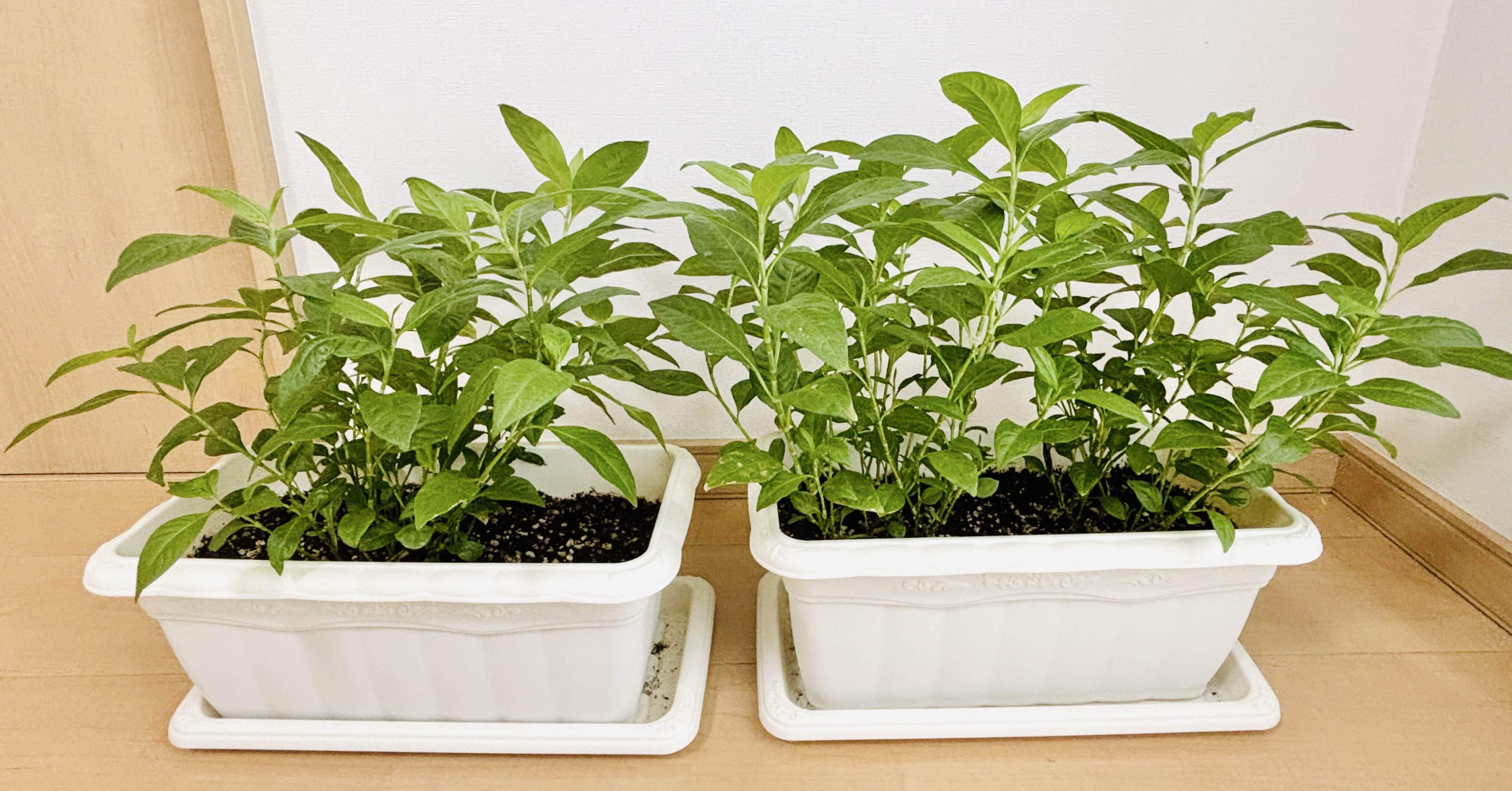 29a79d9cd80e4037063d38f70a7a61