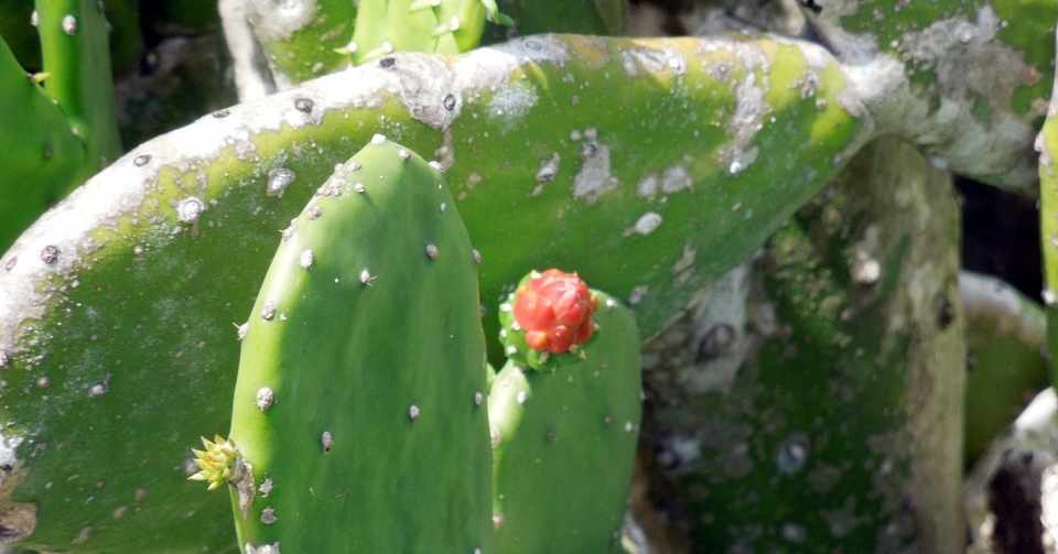 Cactus Flower サボテンの花 Day 400 406 Kj Jamaica Note
