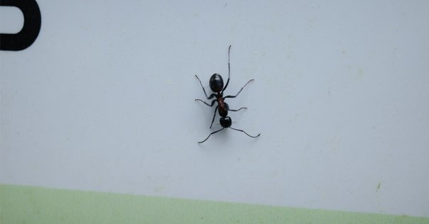アリ退治レポ】家の中に大量発生した蟻を駆除できた簡単な方法を