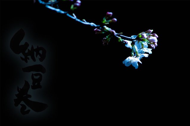 街灯×夜桜×納豆（署名つき）