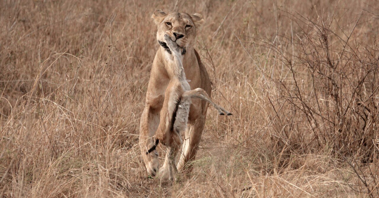 サファリへ行こう ヒサクニヒコ　東アフリカのサバンナ実践ガイド　まるまるサファリ サファリへ行こう 東アフリカのサバンナ実践ガイド | ヒサ