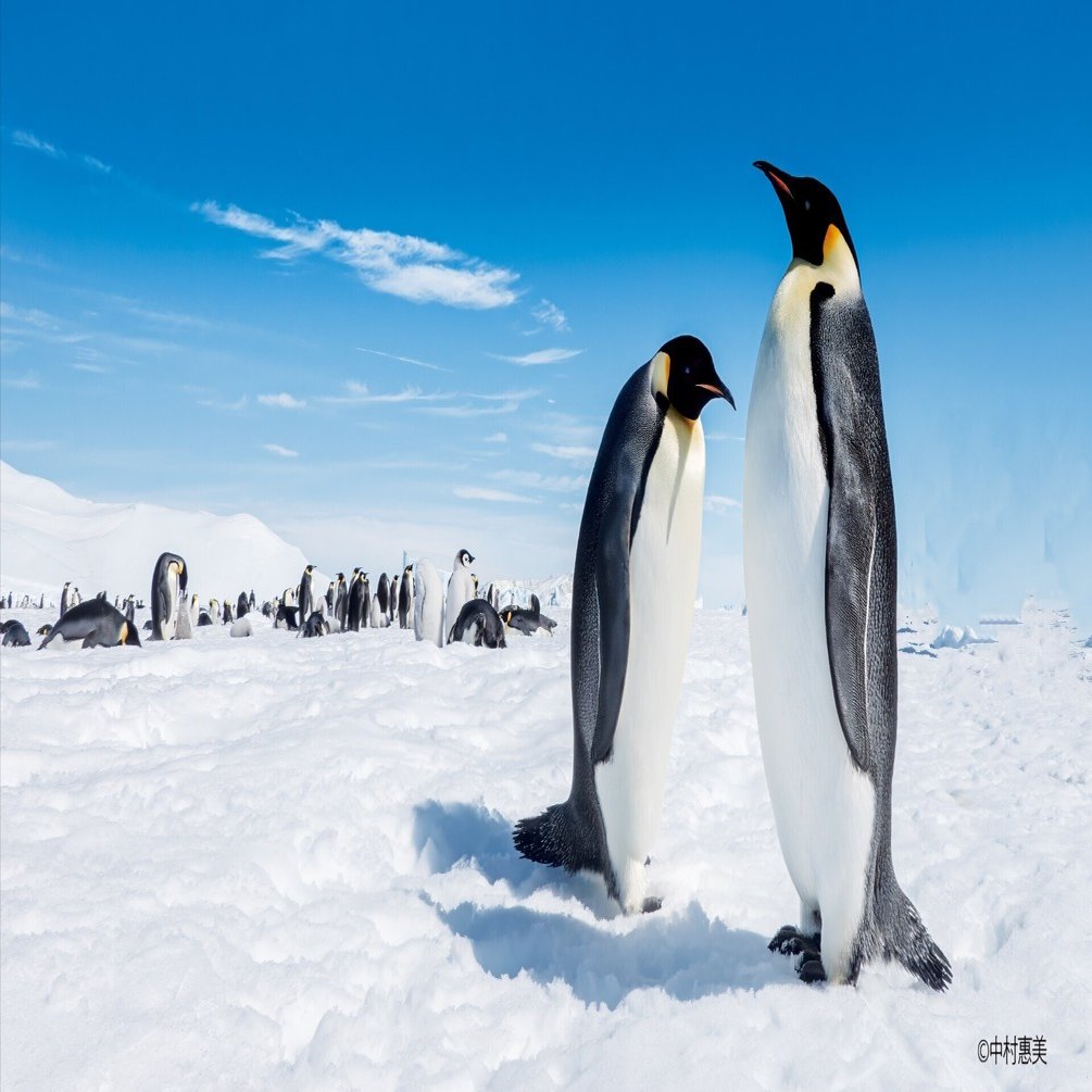かわいいだけじゃない！ ペンギンの秘密に迫る本｜ブンイチ（文一総合