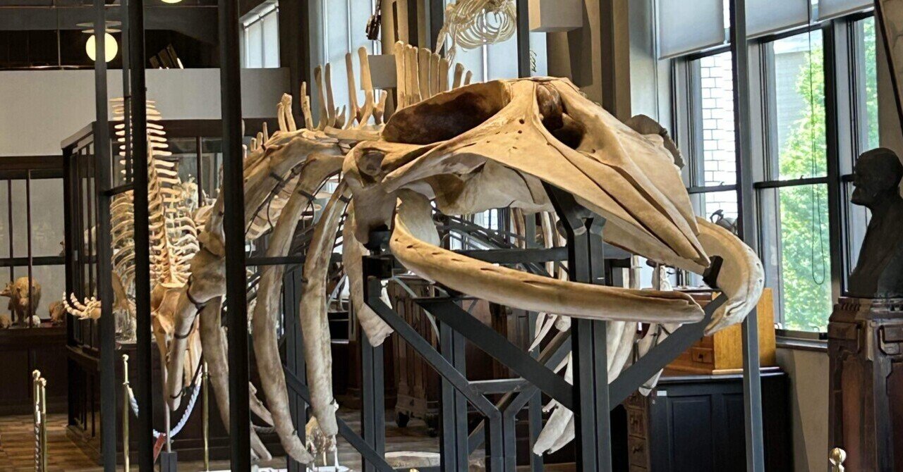 鳥の頭骨 ７種 頭蓋骨 鳥の頭蓋骨3Dモデル - TurboSquid 1270476