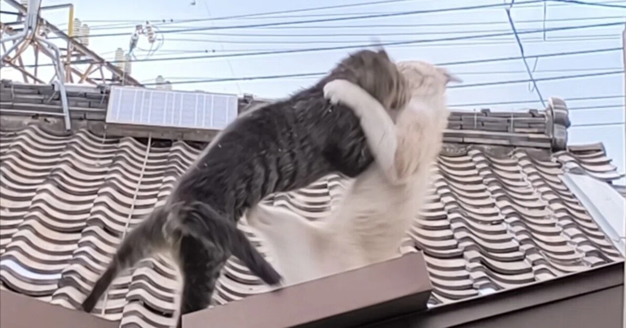 やけたトタン屋根の上の猫　　421 何年にもわたる屋根の上の猫のたたかい｜金弘明 Kim,Hongmyong
