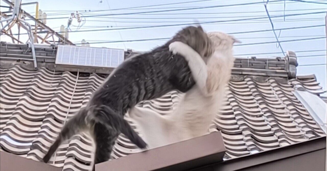 何年にもわたる屋根の上の猫のたたかい｜金弘明 Kim,Hongmyong