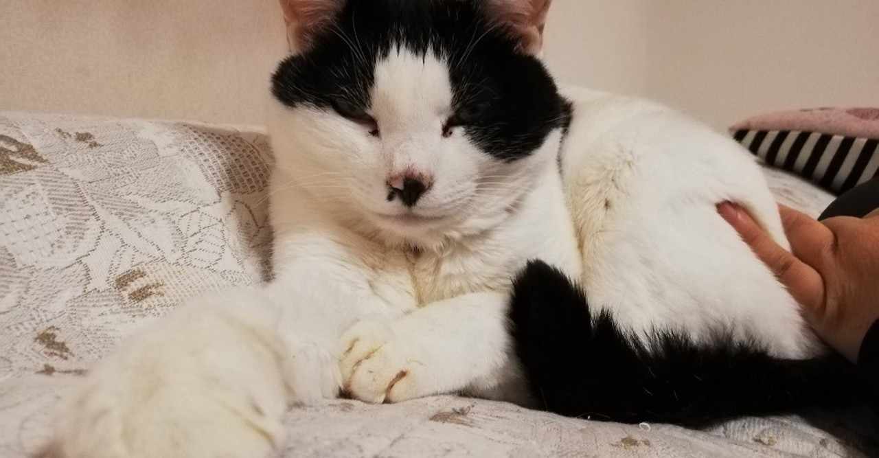 もふもふ猫 の新着タグ記事一覧 Note つくる つながる とどける